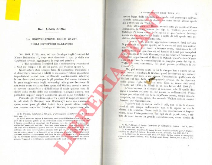 GRIFFINI Achille - - La rigenerazione delle zampe negli Ortotteri saltatori.
