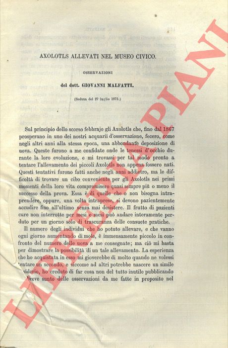 MALFATTI Giovanni - - Axolotls allevati nel Museo Civico.