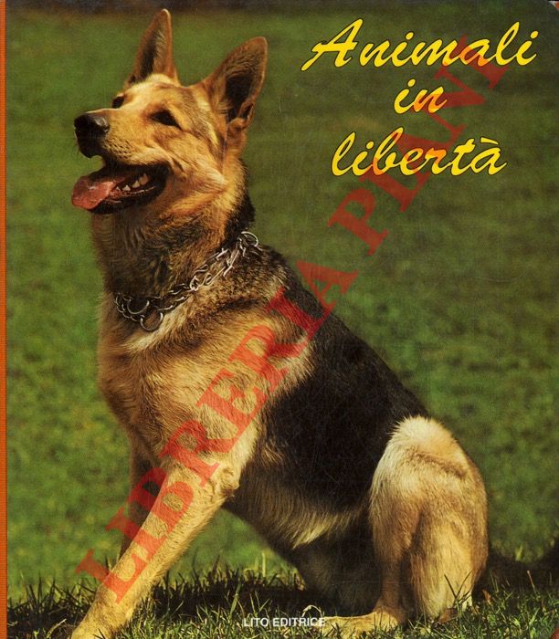 - - Animali in libert.