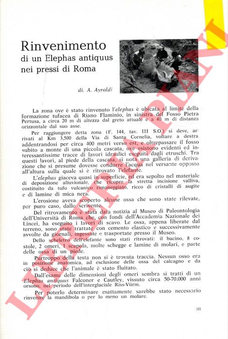 AYROLDI A. - - Rinvenimento di un 'Elephas antiquus' nei pressi di Roma.
