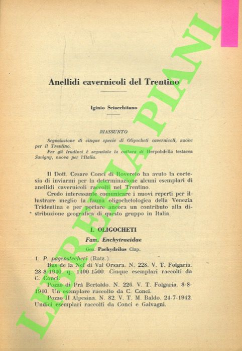 SCIACCHITANO Iginio - - Anellidi cavernicoli del Trentino.