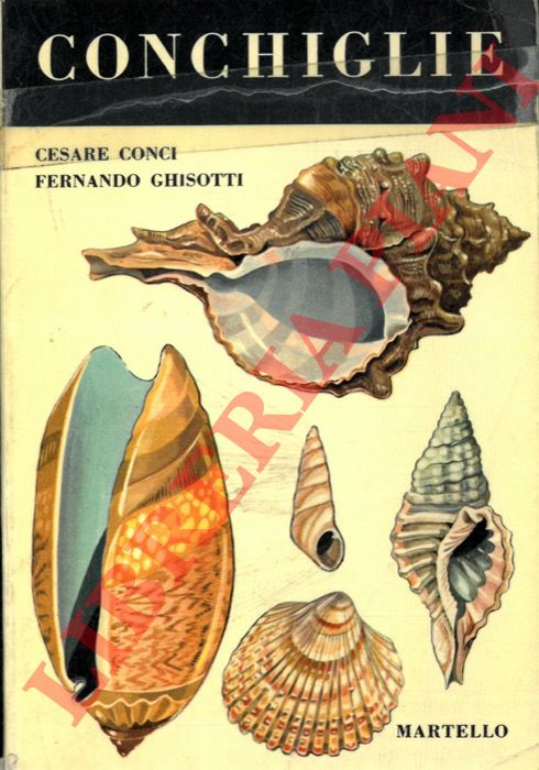 CONCI Cesare - GHISOTTI Fernando - - Conchiglie.