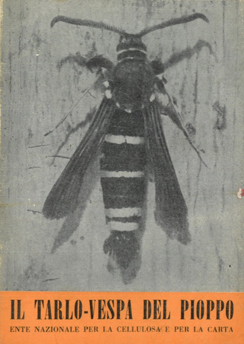 - - Il tarlo-vespa del Pioppo. (Sciapteron tabaniforme Rott.).