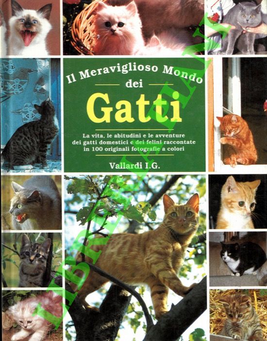- - Il meraviglioso mondo dei gatti.
