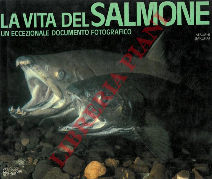 SAKURAI Atsushi - - La vita del salmone.