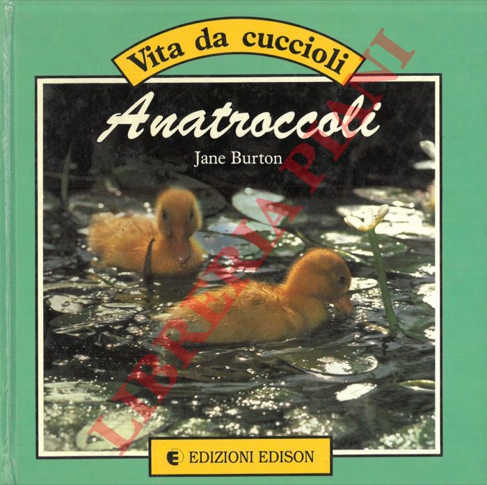 BURTON Jane - - Anatroccoli.