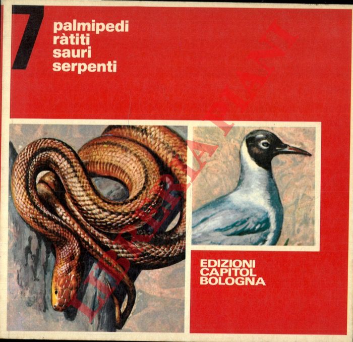RAGNINI Maria Eugenia - BESSO Anna - - Palmipedi. Ratiti. Sauri. Serpenti.