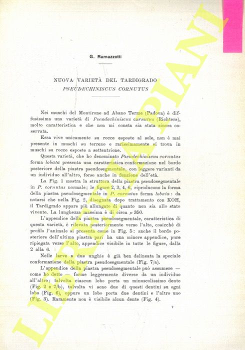 RAMAZZOTTI G. - - Nuova variet del Tradigrado Pseudechiniseus cornutus.