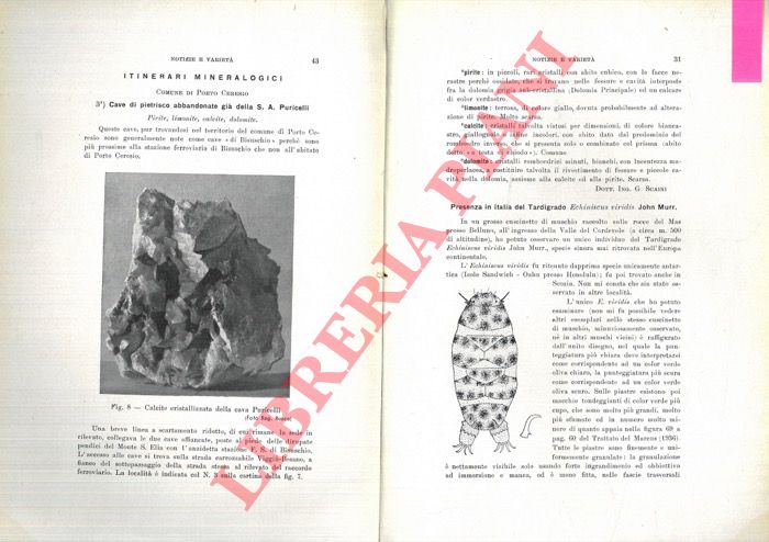 RAMAZZOTTI Giuseppe - - Presenza in Italia del Tardigrado Echiniscus viridis John Murr.