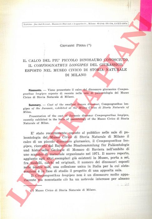 PINNA Giovanni - - Il calco del pi piccolo dinosauro conosciuto, il Compsognathus longipes del Giurassico, esposto nel Museo Civico di Storia Naturale di Milano.