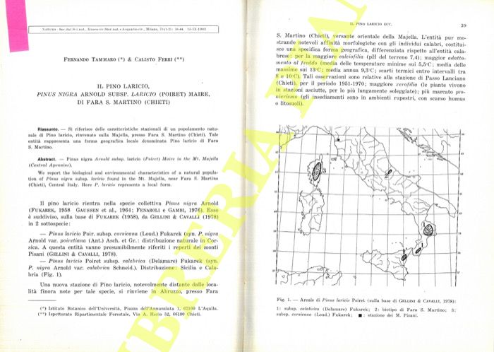 TAMMARO Fernando & FERRI Calisto - - Il pino laricio, Pinus nigra Arnold subsp. Laricio (Poiret) Maire, di Fara S. Martino (Chieti) .