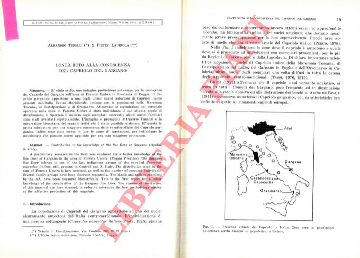 TINELLI Aleando & LAURIOLA Pietro - - Contributo alla conoscenza del Capriolo del Gargano.