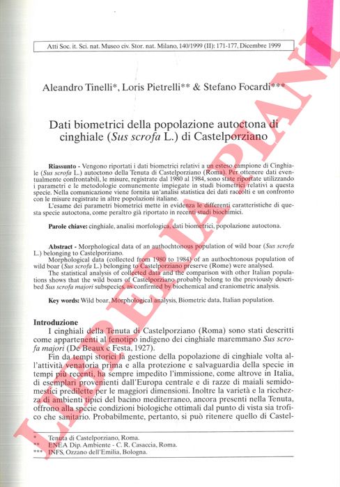 TINELLI Aleando - PIETRELLI Loris & FOCARDI Stefano - - Morfological data of an authochtonous population of wild boar (Sus scrofa L.) belonging to Castelporziano.