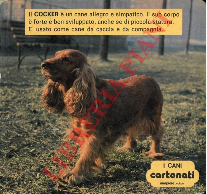 - - I cani.