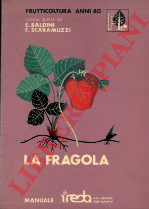 - - La fragola. Frutticoltura anni 80.