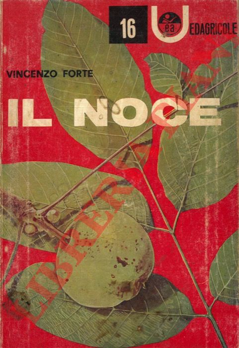 FORTE Vincenzo - - Il noce.