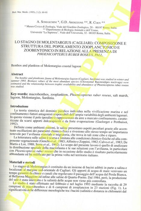 SOMASCHINI A. - ARDIZZONE G.D. - COEN R. - - Lo stagno di Molentargius (Cagliari): composizione e struttura del popolamento zooplanctonico e zoobentonico in relazione alla presenza di Phoenicopterus ruber roseus, Pall. .