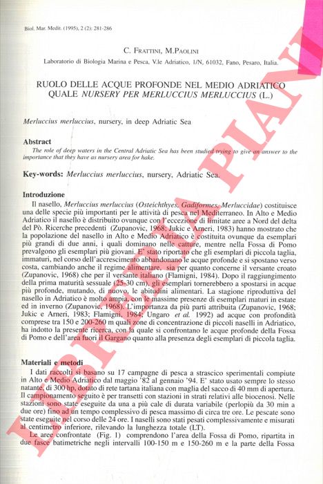 FRATTINI C. - PAOLINI M. - - Ruolo delle acque profonde nel medio Adriatico quale nursery per Merluccius merluccius (L.).