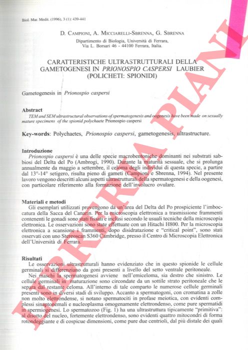 CAMPIONI D. - MICCIARELLI-SBRENNA A.- SBRENNA G. - - Caratteristiche ultrastrutturali della gametogenesi in Prionospio caspersi Laubier (Policheti: Spionidi).