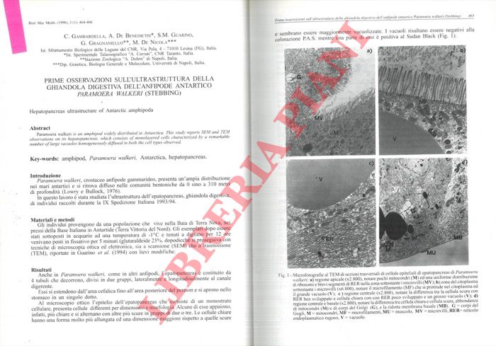 GAMBARDELLA C. - DE BENEDICTIS A. - GUARINO S.M. - GRAGNANIELLO G. - DE NICOLA M. - - Prime osservazioni sull'ultrastruttura della ghiandola digestiva dell'Anfipode antartico Paramoera walkeri (Stebbing).