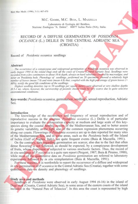 GAMBI M. C. - BUIA M. C. - MAZZELLA L. - - Record of a diffuse germination of Posidonia oceanica (L.) Delile in the cCentral Adriatic Sea (Croatia).