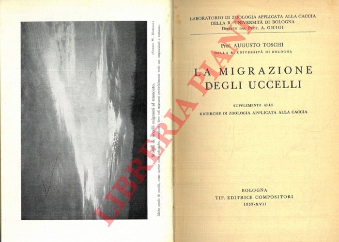 TOSCHI Augusto - - La migrazione degli uccelli.