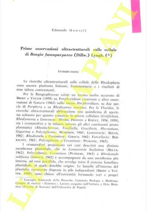 HONSELL Edmondo - - Prime osservazioni ultrastrutturali sulle cellule di Bangia fuscopurpurea (Dillw.) Lyngb.