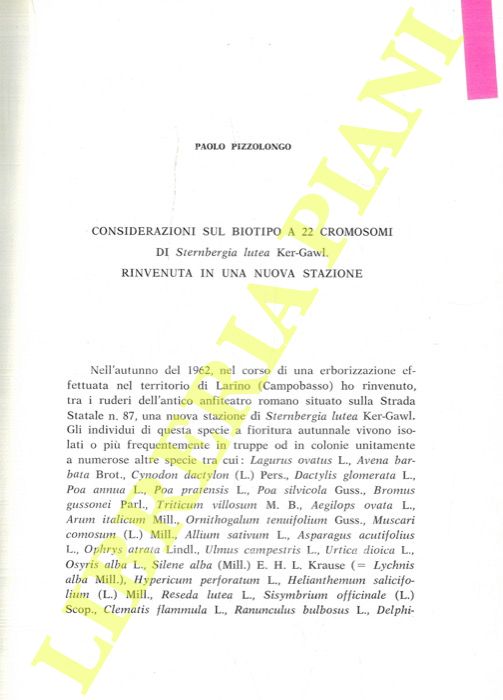 PIZZOLONGO Paolo - - Considerazioni sul biotipo a 22 cromosomi di Sternbergia lutea Ker-Gawl. rinvenuta in una nuova stazione.