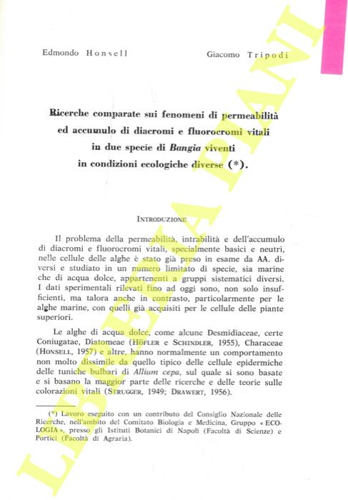 HONSELL Edmondo - TRIPODI Giacomo - - Ricerche comparate sui fenomeni di permeabilit ed accumulo di diacromi e fluorocromi vitali in due specie di Bangia viventi in condizioni ecologiche diverse.