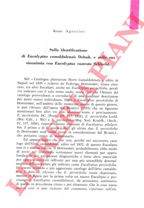 AGOSTINI Renzo - - Sulla identificazione di Eucalyptus camaldulensis Dehnh. e sulla sua sinonimia con Eucalyptus rostrata Schlecht.