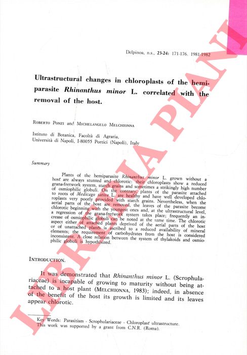 PONZI Roberto - MELCHIONNA Michelangelo - - Ultrastructural changes in chloroplasts of the hemiparasite Rhinanthus minor L. correlated with the removal of the host.