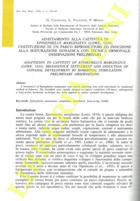 COZZOLINO G., VALENTINI L., MINOIA P. - - Adattamento alla cattivit di Epinephelus marginatus (Lowe, 1834), costituzione di un parco riproduttori ed induzione alla maturazione gonadica con tecnica ormonale: osservazioni preliminari.