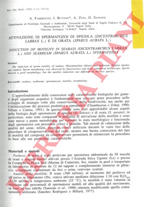 FABBROCINI A., BUTTINO 1., ZUPA A., SANSONE G. - - Attivazione di spermatozoi di spigola (Dicentrarchus labrax L.) e di orata (Sparus aurata L.).
