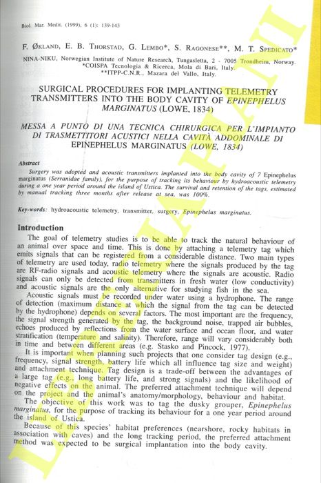OKLAND E, THORSTAD E.B., LEMBO G., RAGONESE S., SPEDICATO M. T. - - Surgical procedures for implanting telemetry fransmitters into the body cavity of Epinephelus marginatus (Lowe, 1834).