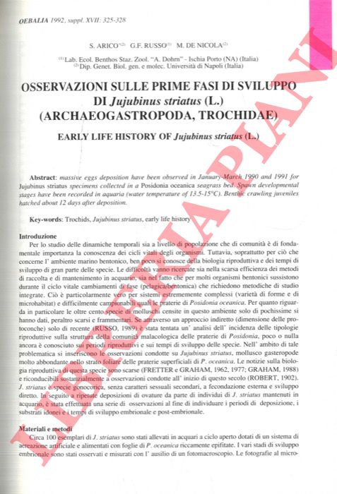 ARIC S. - RUSSO G.F. - DE NICOLA M. - - Osservazioni sulle prime fasi di sviluppo di Jujubinus striatus (L.) (Archaeogastropoda, Trochidae).