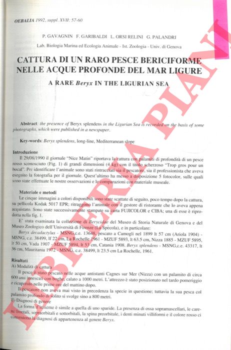 GAVAGNIN P., GARIBALDI  F., ORSI RELINI L., PALANDRI G. - - Cattura di un raro pesce bericiforme nelle acque del Mar Ligure.