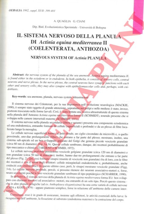 QUAGLIA A. - CIANI G. - - Il sistema nervoso della planula di Actinia equina mediterranea II (Coelenterata, Anthozoa).
