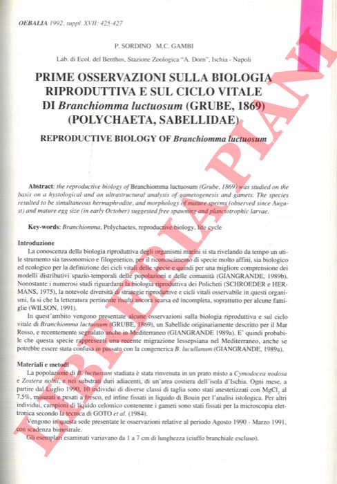 SORDINO P. - GAMBI M.C. - - Prime osservazioni sulla biologia riproduttiva e sul ciclo vitale di Branchiomma luctuosum (Grube, 1869) (Polychaeta, Sabellidae).