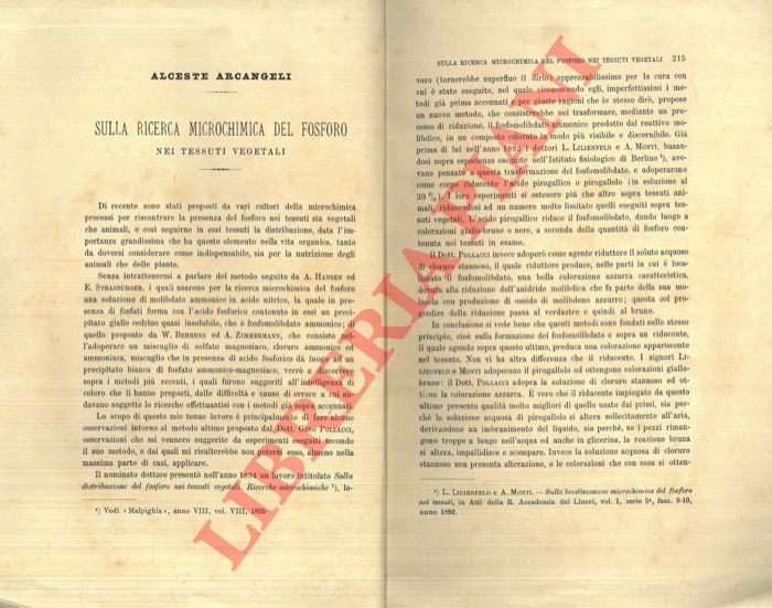 ARCANGELI Alceste - - Sulla ricerca microchimica del fosforo nei tessuti vegetali.