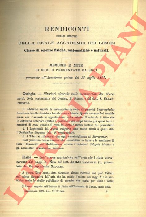 GRASSI B. - CALANDRUCCIO S. - - Ulteriori ricerche sulle metamorfosi dei Murenoidi.