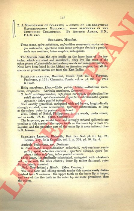 ADAMS Arthur - - A Monograph of Scarabus, a genus of air-breathing Gasteropodus Mollusca; form specimens in the cumingian Collection.