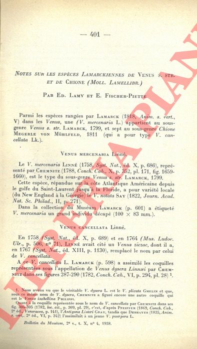 LAMY Ed. - FISCHER-PIETTE E. - - Notes sur les espces Lamarckiennes de Venus s.str. et de Chione (Moll. Lamellibr.)