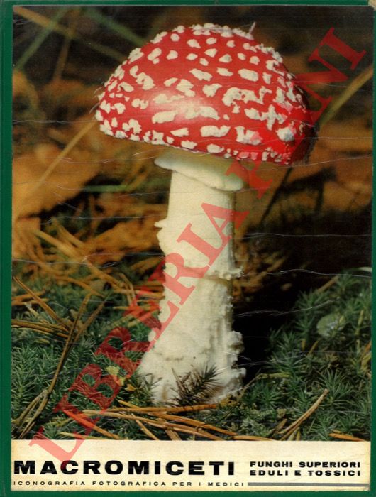 - - Macromiceti. Funghi superiori eduli e tossici. Iconografia fotografica per i medici.