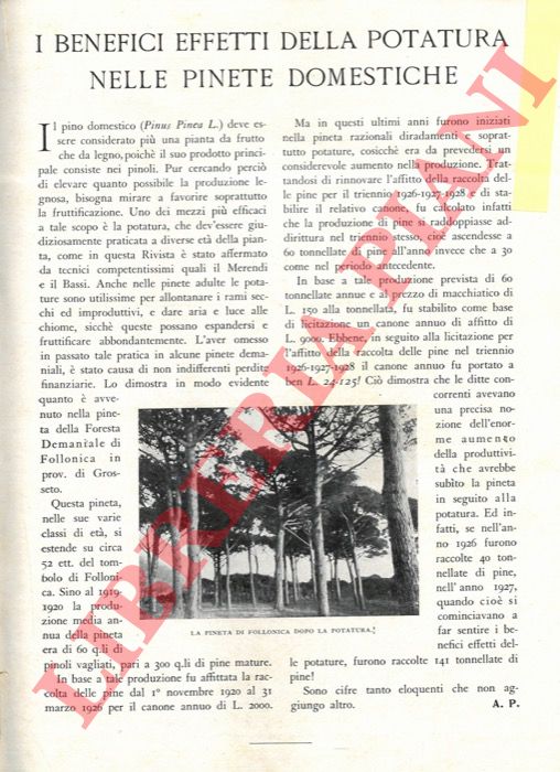 A.P. - - I benefici effetti della potatura nelle pinete domestiche.
