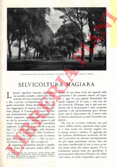MERENDI A. - - Selvicoltura magiara.