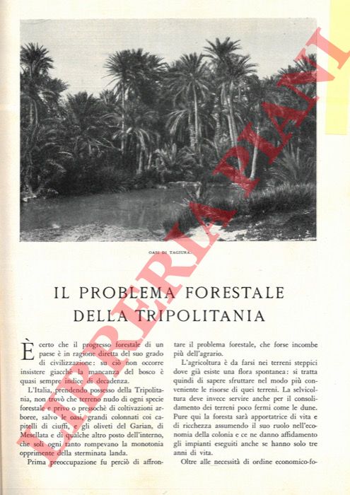 ALESSI Vittorio - - Il problema forestale della Tripolitania.