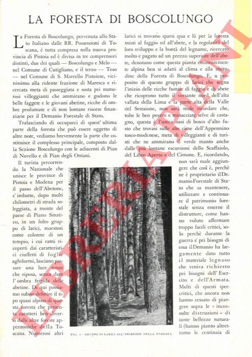 DOVERI Giulio - - La foresta di Boscolungo.