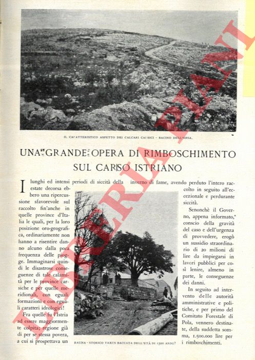 SCALA Antonio - - Una grande opera di rimboschimento sul Carso Istriano.