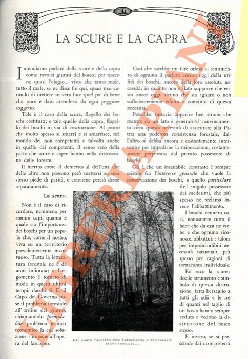 ANTONELLI G. - - La scure e la capra.