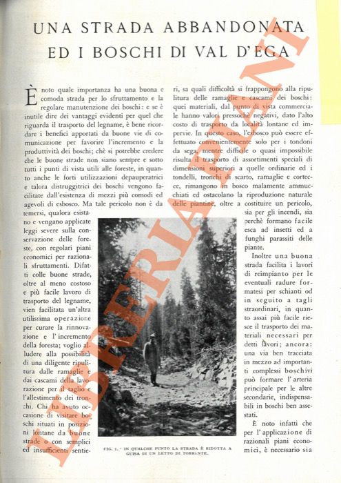 OLIVA Luigi - - Una strada abbandonata ed i boschi di Val d'Ega.